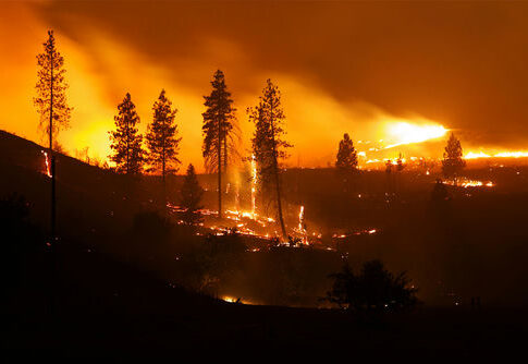 A forest engulfed in flames during a wildfire at night